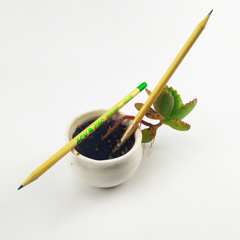 Plantable seed pencil